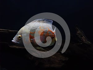 TheÂ oscarÂ (Astronotus ocellatus)Â fish in an aquarium, Thiruvananthapuram Kerala